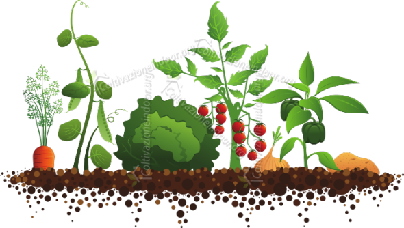 Speciale Outdoor – Consigli sulla coltivazione all’aperto
